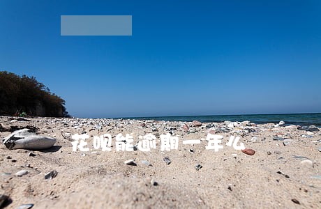 花呗能逾期一年么 花呗能逾期一年么
