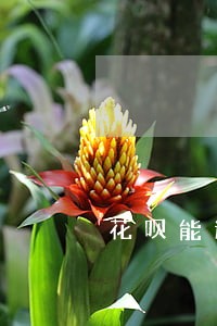 花呗能逾期两年吗 花呗能逾期两年吗