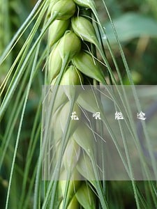 花呗能逾期会打电话吗 花呗能逾期会打电话吗