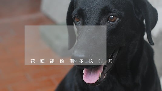 花呗能逾期多长时间 花呗能逾期多长时间