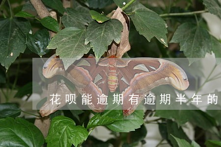 花呗能逾期有逾期半年的嘛 花呗能逾期有逾期半年的嘛