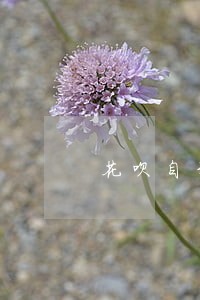 花呗自动扣款失败算是逾期吗 花呗自动扣款失败算是逾期吗