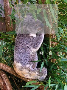 花呗自动扣费失败算逾期吗 花呗自动扣费失败算逾期吗