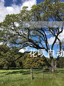 花呗自动还款算逾期码 花呗自动还款算逾期码