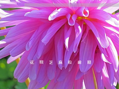花呗芝麻粒逾期 花呗芝麻粒逾期