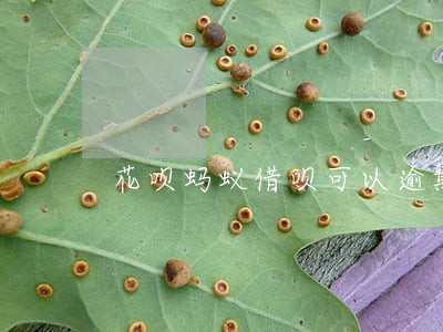 花呗蚂蚁借呗可以逾期多久 花呗蚂蚁借呗可以逾期多久