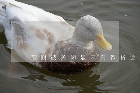 花呗被关闭显示有微贷逾期 花呗被关闭显示有微贷逾期