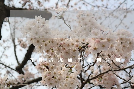 花呗被冻结了如何逾期 花呗被冻结了如何逾期