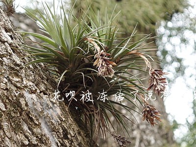 花呗被冻结了说有产品逾期 花呗被冻结了说有产品逾期