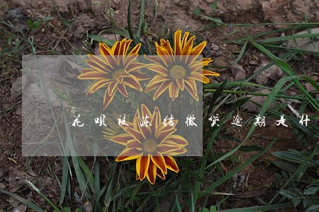 花呗被冻结微贷逾期是什么 花呗被冻结微贷逾期是什么