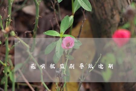 花呗被盗刷导致逾期 花呗被盗刷导致逾期