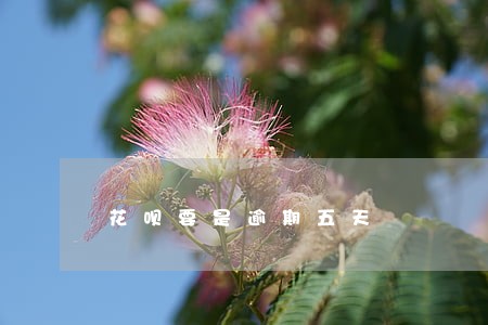 花呗要是逾期五天 花呗要是逾期五天