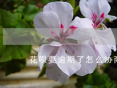 花呗要逾期了怎么协商 花呗要逾期了怎么协商
