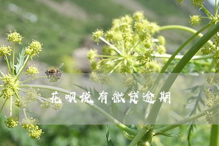花呗说有微贷逾期 花呗说有微贷逾期