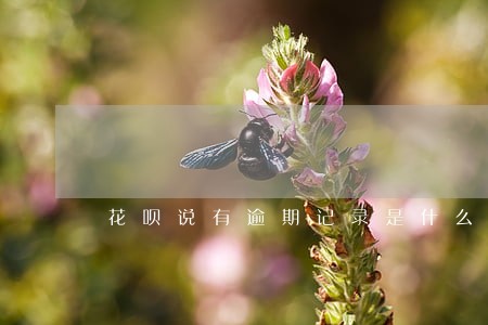 花呗说有逾期记录是什么意思 花呗说有逾期记录是什么意思