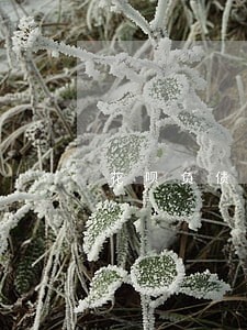 花呗负债逾期协商 花呗负债逾期协商