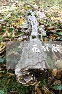 花呗账单冻结了还款后还算逾期吗 花呗账单冻结了还款后还算逾期吗
