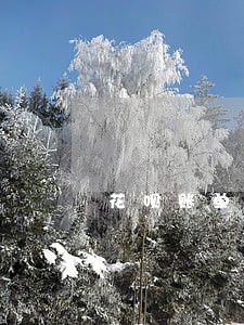花呗账单分期算逾期 花呗账单分期算逾期