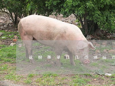 花呗账单日几点钟前还款不算逾期 花呗账单日几点钟前还款不算逾期