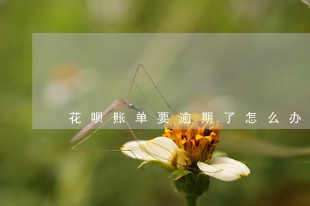 花呗账单要逾期了怎么办 花呗账单要逾期了怎么办