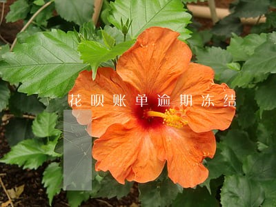 花呗账单逾期冻结 花呗账单逾期冻结