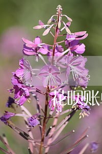 花呗账单逾期被冻结 花呗账单逾期被冻结