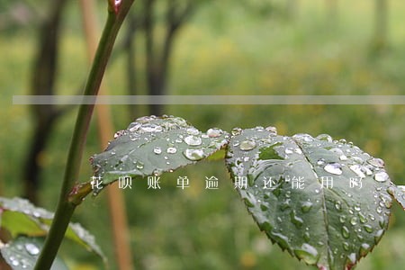花呗账单逾期还能用吗 花呗账单逾期还能用吗