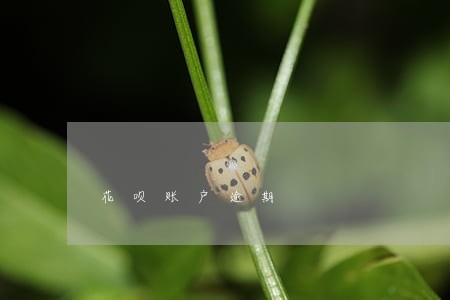 花呗账户逾期 花呗账户逾期