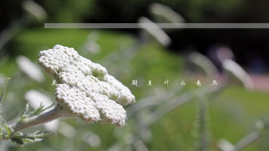 花呗账户逾期是什么意思
