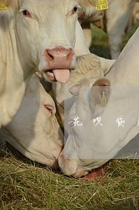 花呗贷款逾期上征信吗