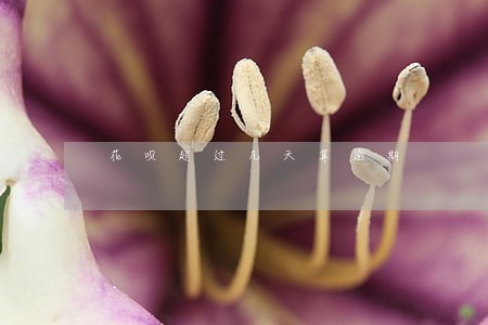 花呗超过几天算逾期 花呗超过几天算逾期