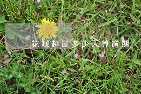 花呗超过多少天算逾期 花呗超过多少天算逾期