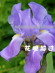 花呗超过还款日两天算逾期吗