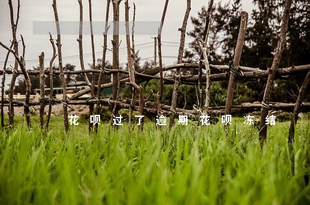 花呗过了逾期花呗冻结 花呗过了逾期花呗冻结