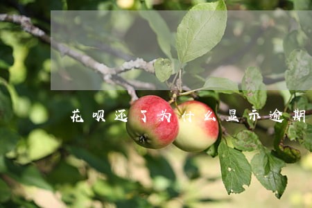 花呗还了为什么显示逾期 花呗还了为什么显示逾期