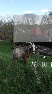 花呗还了为啥显示有产品逾期 花呗还了为啥显示有产品逾期