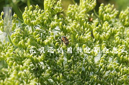 花呗还信用卡逾期会怎么样