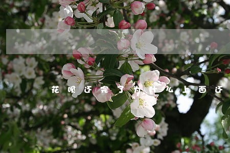 花呗还完了为什么上面还显示逾期 花呗还完了为什么上面还显示逾期