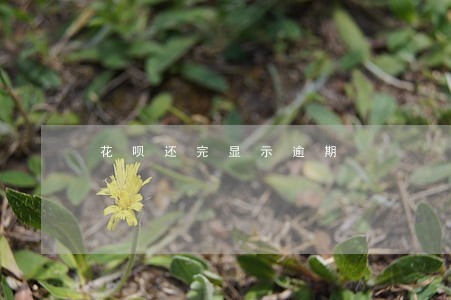花呗还完显示逾期 花呗还完显示逾期
