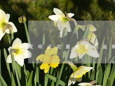 花呗还完最低显示逾期 花呗还完最低显示逾期