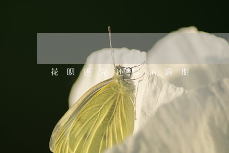 花呗还完还显示逾期 花呗还完还显示逾期