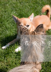 花呗还完逾期被要求一次性还清 花呗还完逾期被要求一次性还清
