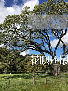 花呗还最低额度算逾期吗 花呗还最低额度算逾期吗