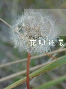 花呗还最小额度算逾期吗 花呗还最小额度算逾期吗