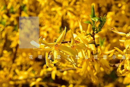 花呗还款了怎么还显示逾期 花呗还款了怎么还显示逾期