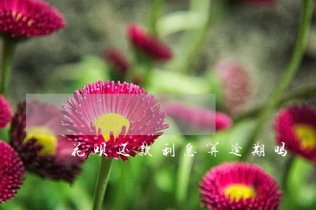 花呗还款利息算逾期吗 花呗还款利息算逾期吗