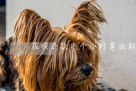 花呗还款半个小时算逾期吗 花呗还款半个小时算逾期吗