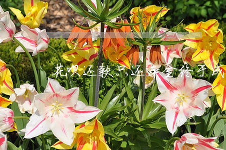 花呗还款只还本金终于成功了 花呗还款只还本金终于成功了