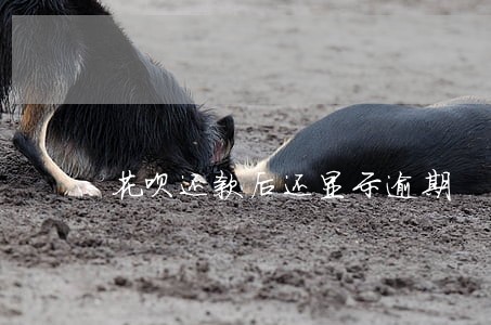 花呗还款后还显示逾期 花呗还款后还显示逾期