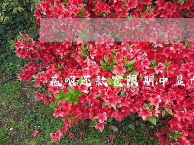 花呗还款宽限期中显示逾期 花呗还款宽限期中显示逾期